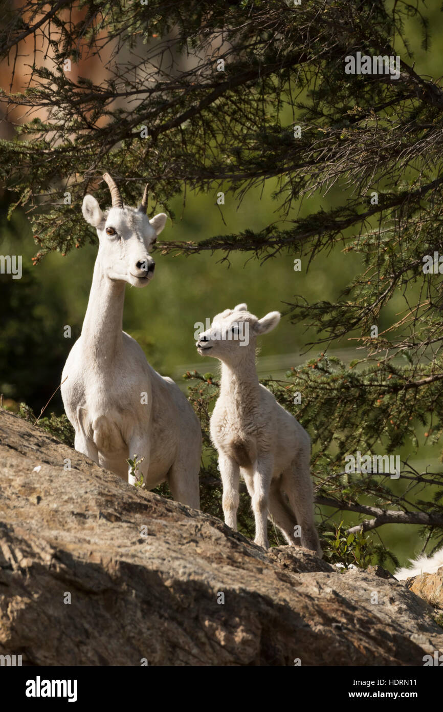 Dall sheep (ovis dalli) ewe and lamb South of Anchorage near Windy ...