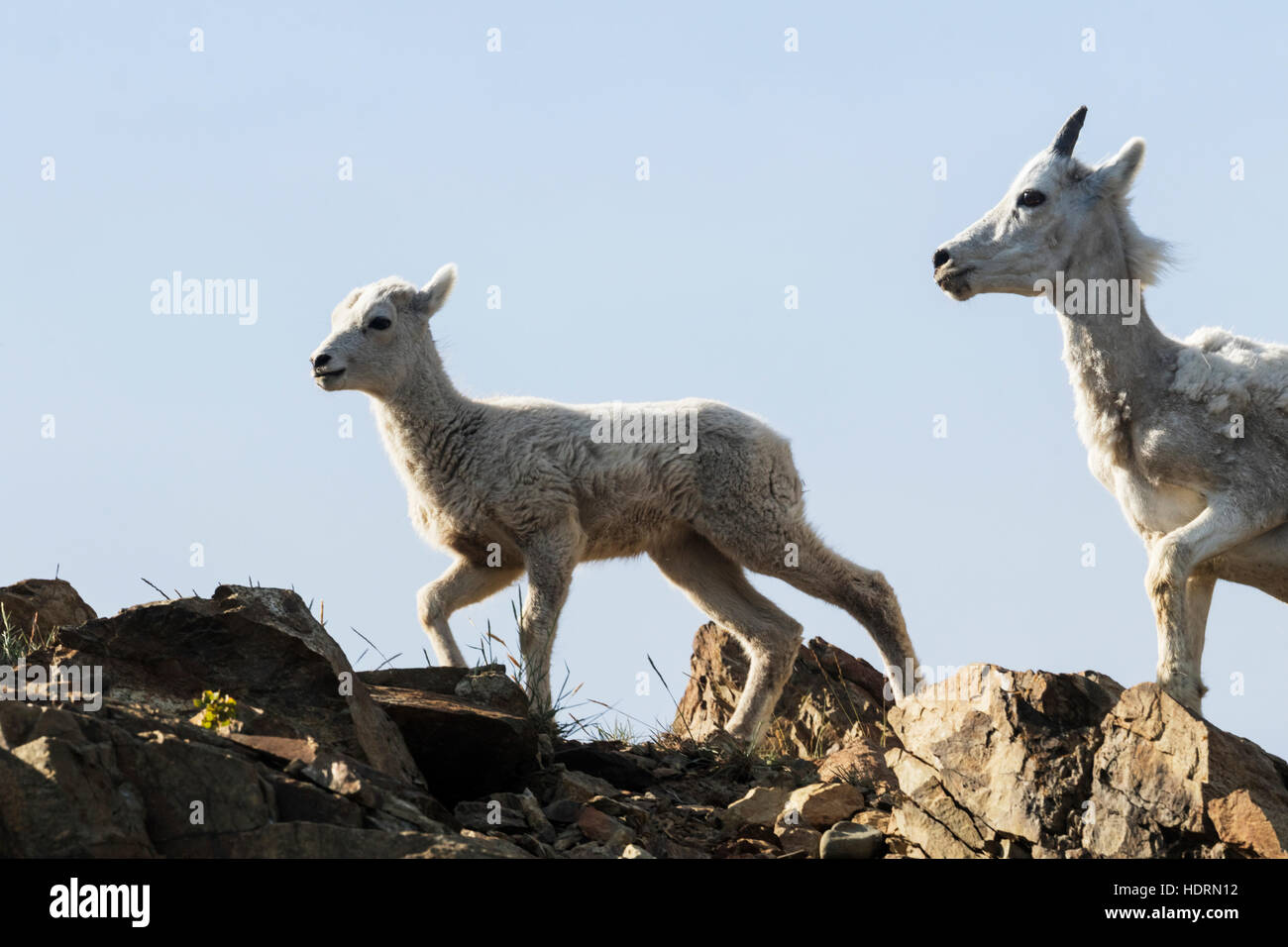 Dall sheep (ovis dalli) ewe and lamb South of Anchorage near Windy ...