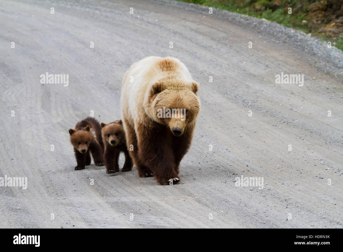 Grizzly Bears (Ursus Arctos Horribilis) Walking On The Park Road, Twin Cubs Did Not Venture Far From Their Mother's Protection, Denali National Par... Stock Photo