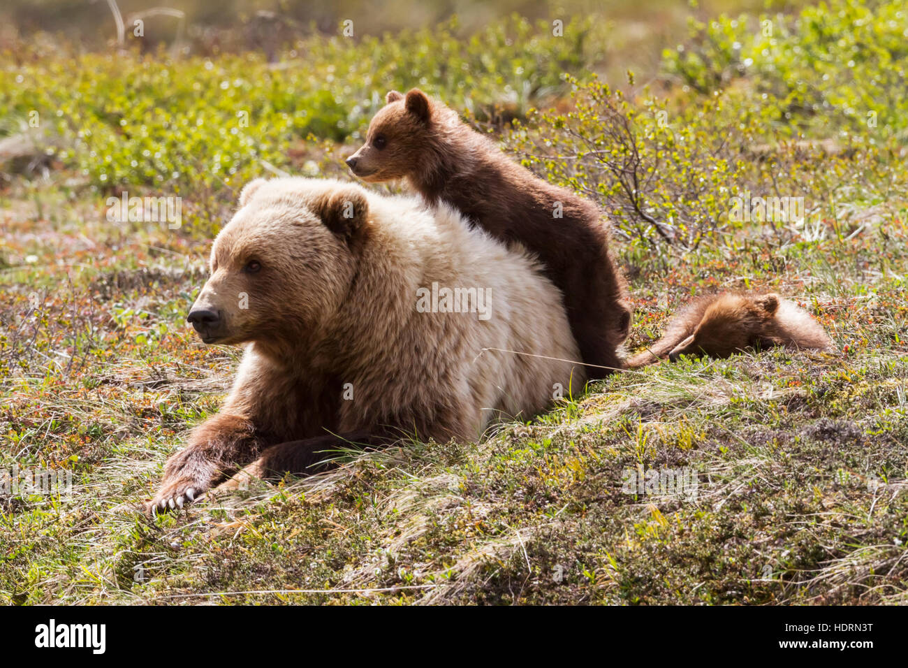 Grizzly bear mother cub ursus horribilis mother cub hi-res stock ...
