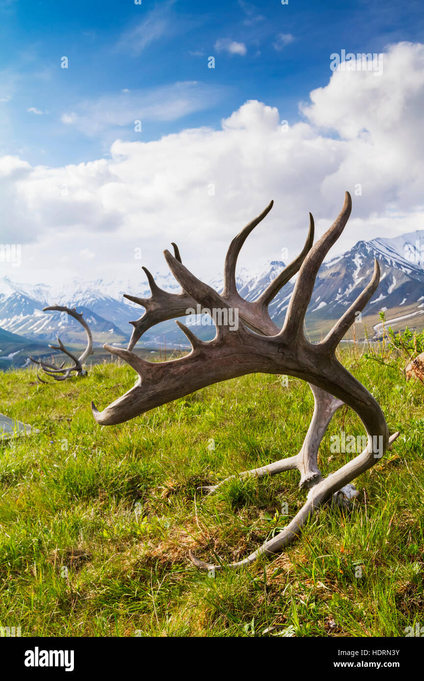 Caribou (Rangifer Tarandus Caribou) Antlers On The Grass With Snow Capped Mountains In The Background, Denali National Park And Preserve, Central A... Stock Photo