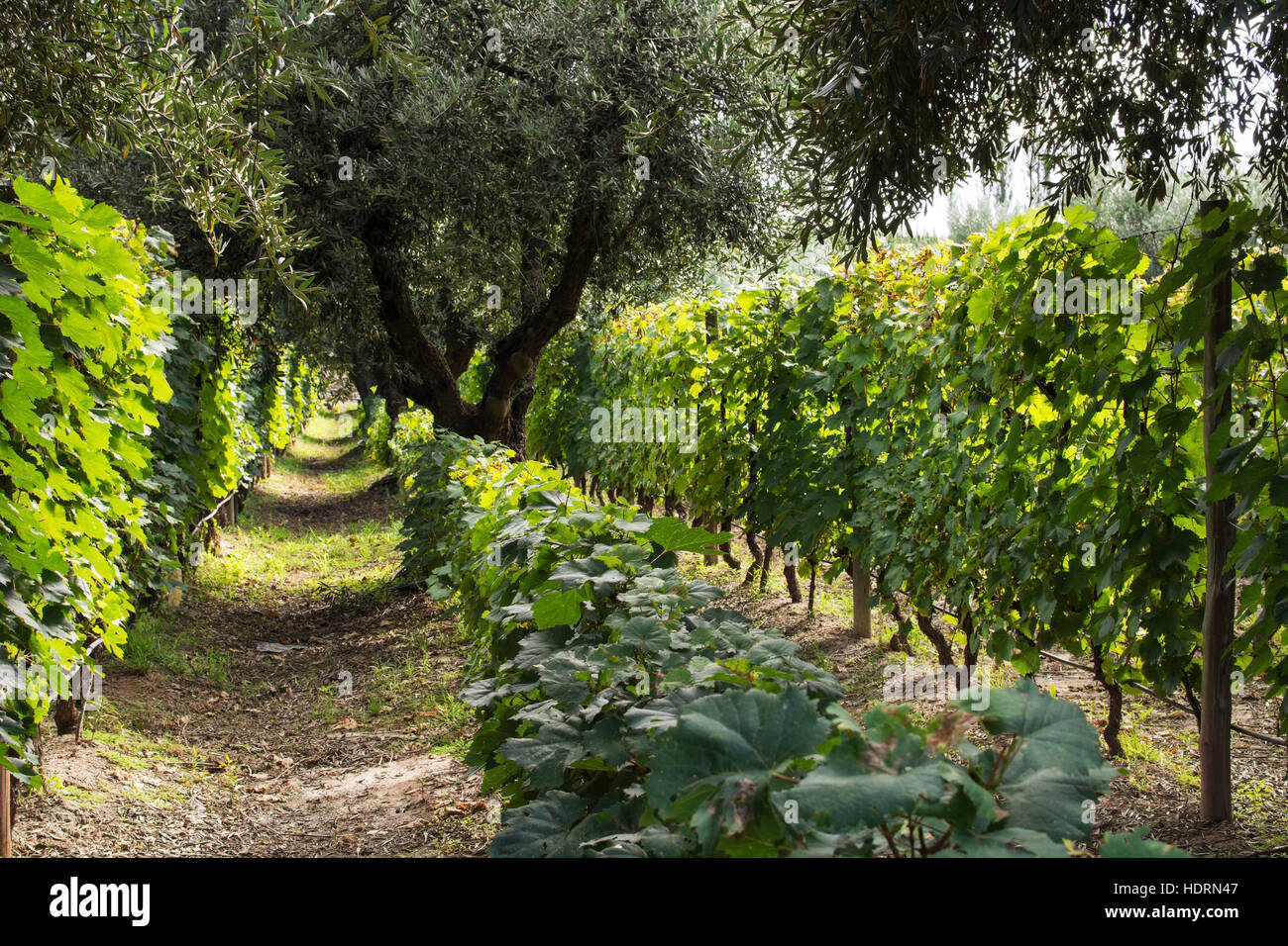 A row of olive trees separates rows of grape vines; Mendoza, Mendoza