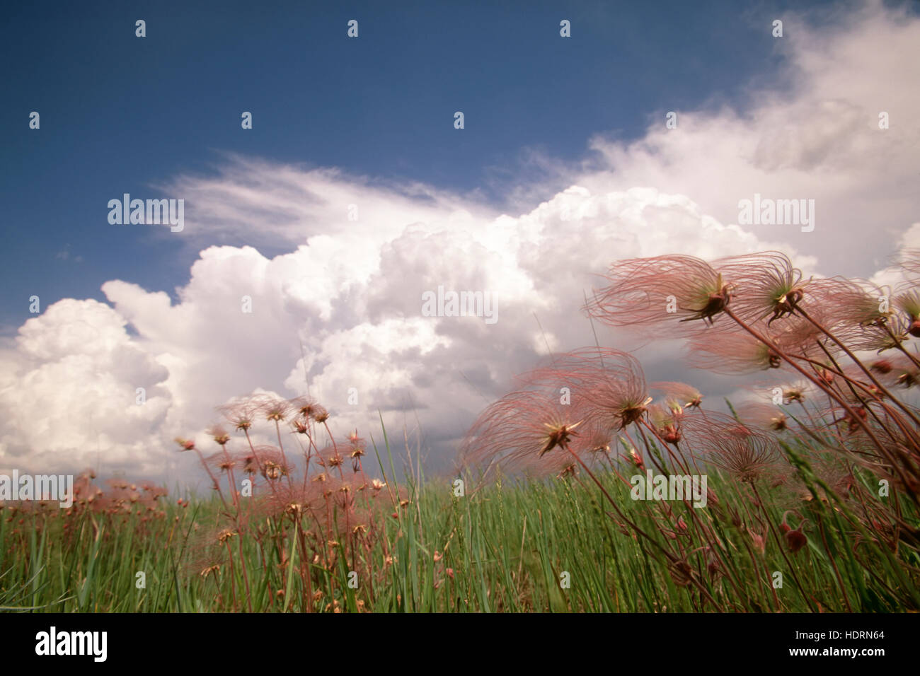 Summer storm clouds and prairie smoke blossoms on a Hubbard County prairie near Park Rapids; Minnesota, United States of America Stock Photo