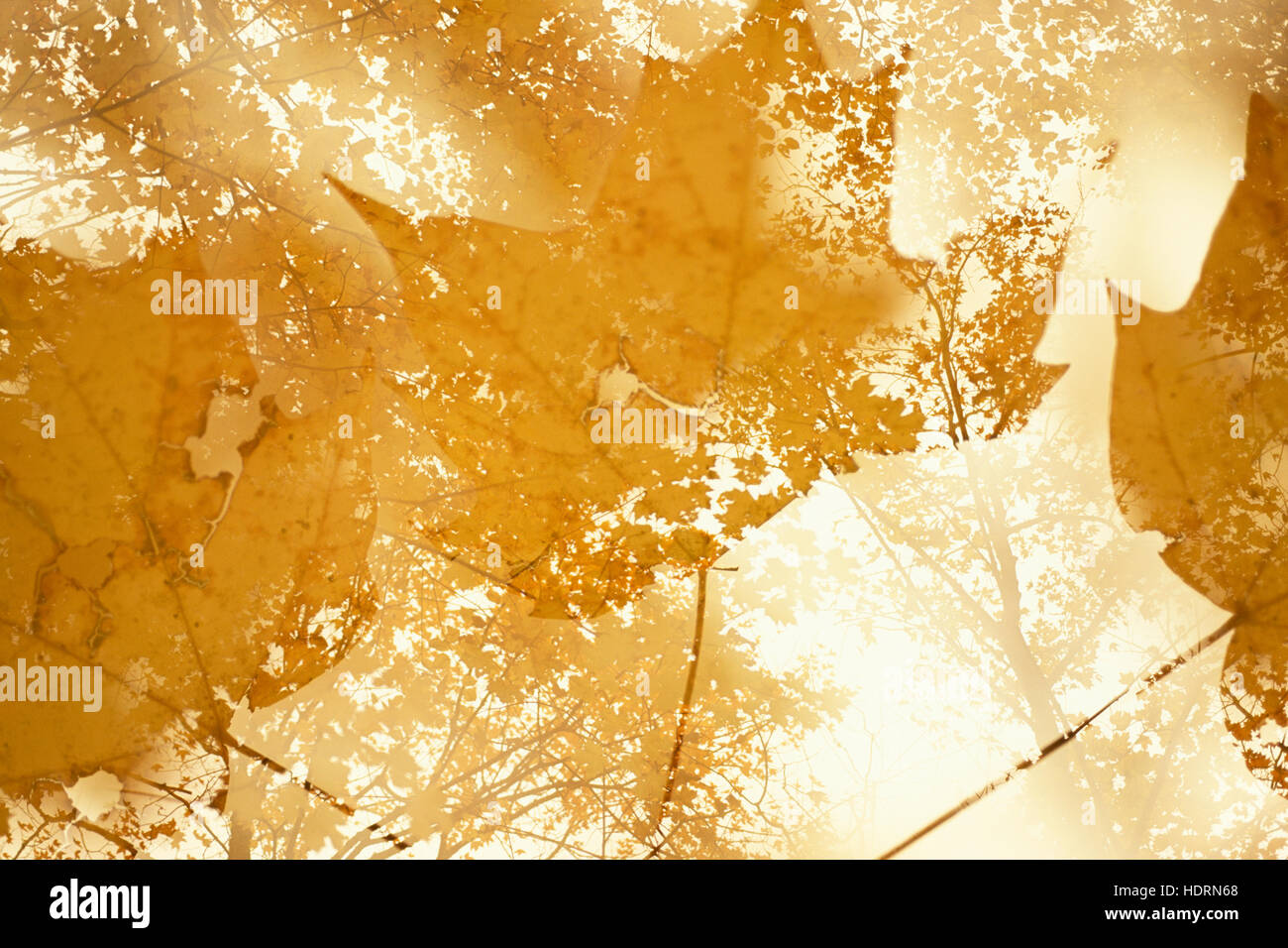 Sugar maple forest hi-res stock photography and images - Alamy