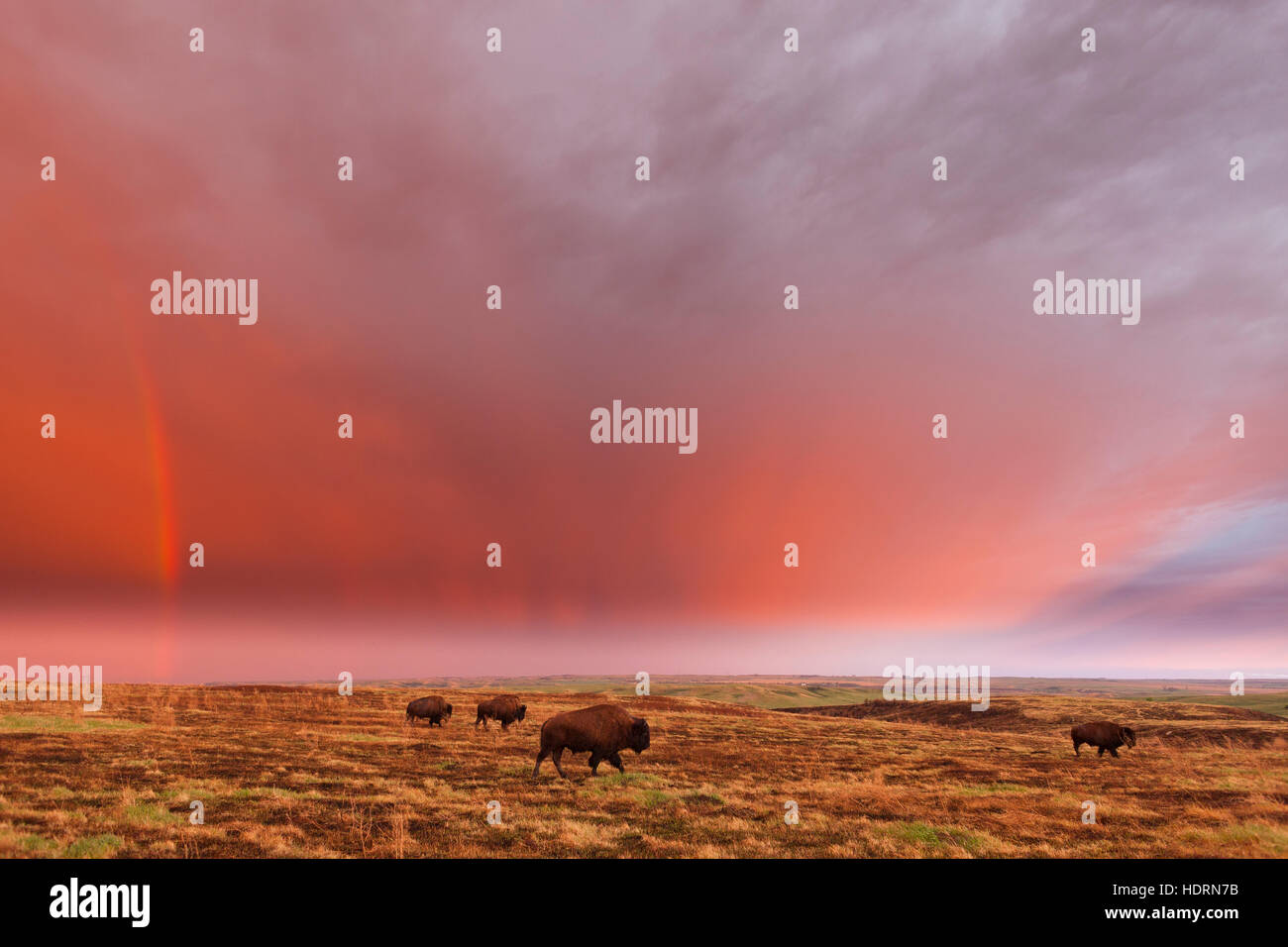 American bison (bison bison) and rainbow after the storm at Cross Ranch