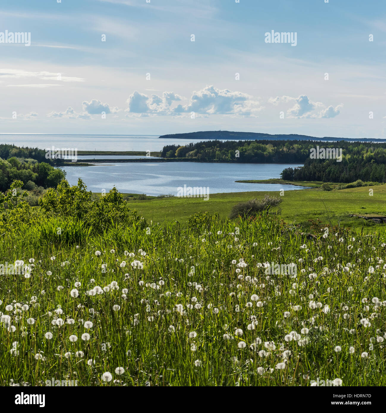 Wildflowers grow in a meadow with a view of the Atlantic coastline, Ceilidh Trail; Judique, Nova Scotia, Canada Stock Photo