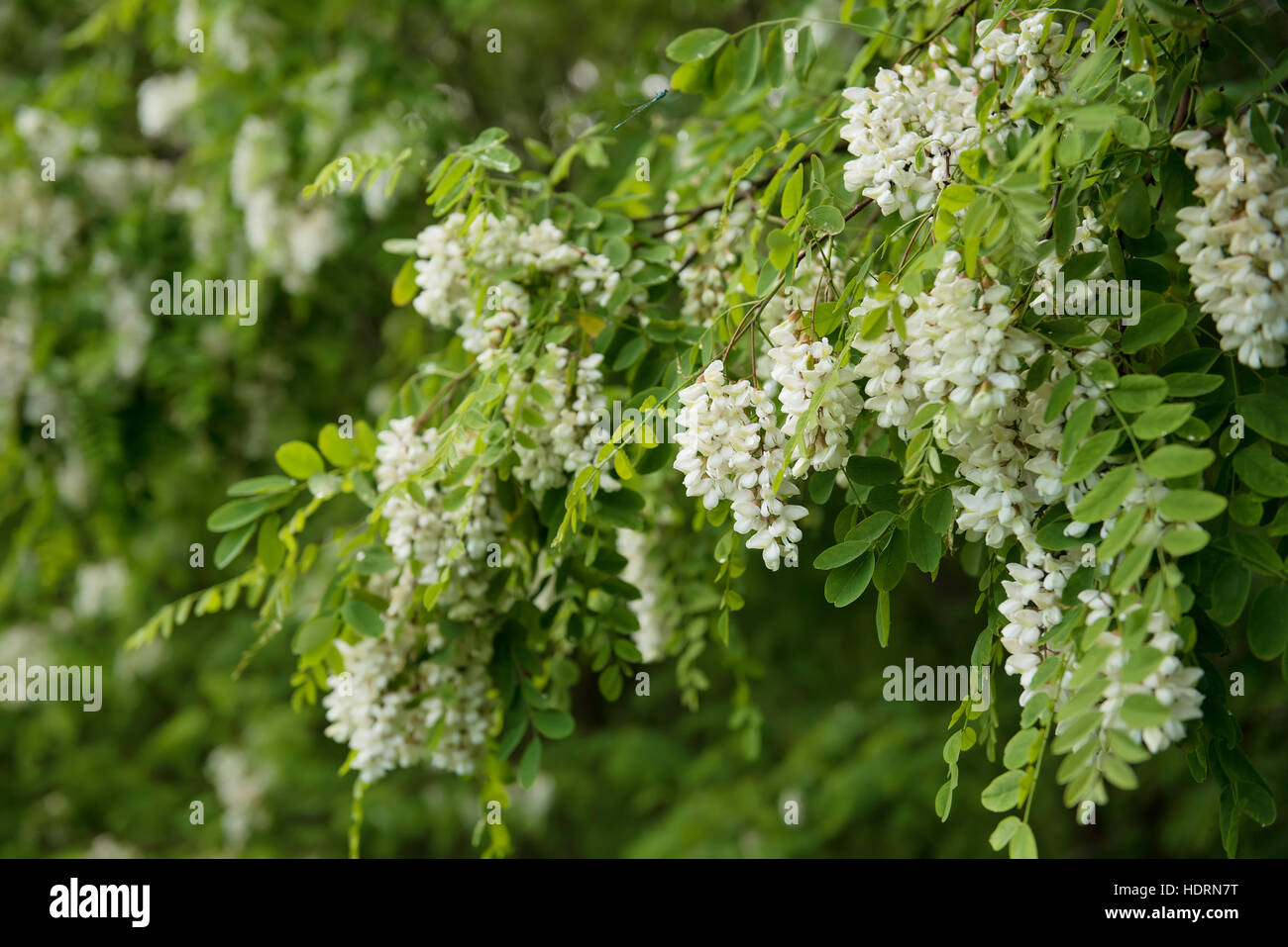 White acacia flowers Stock Photo Alamy
