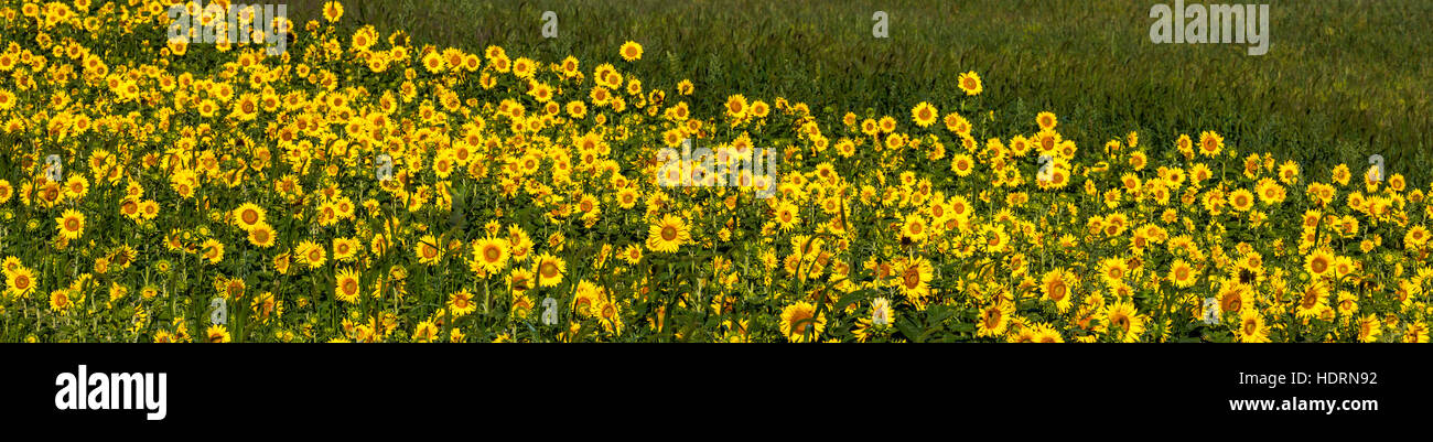 Sunflowers (Helianthus annuus); Knowlton, Quebec, Canada Stock Photo