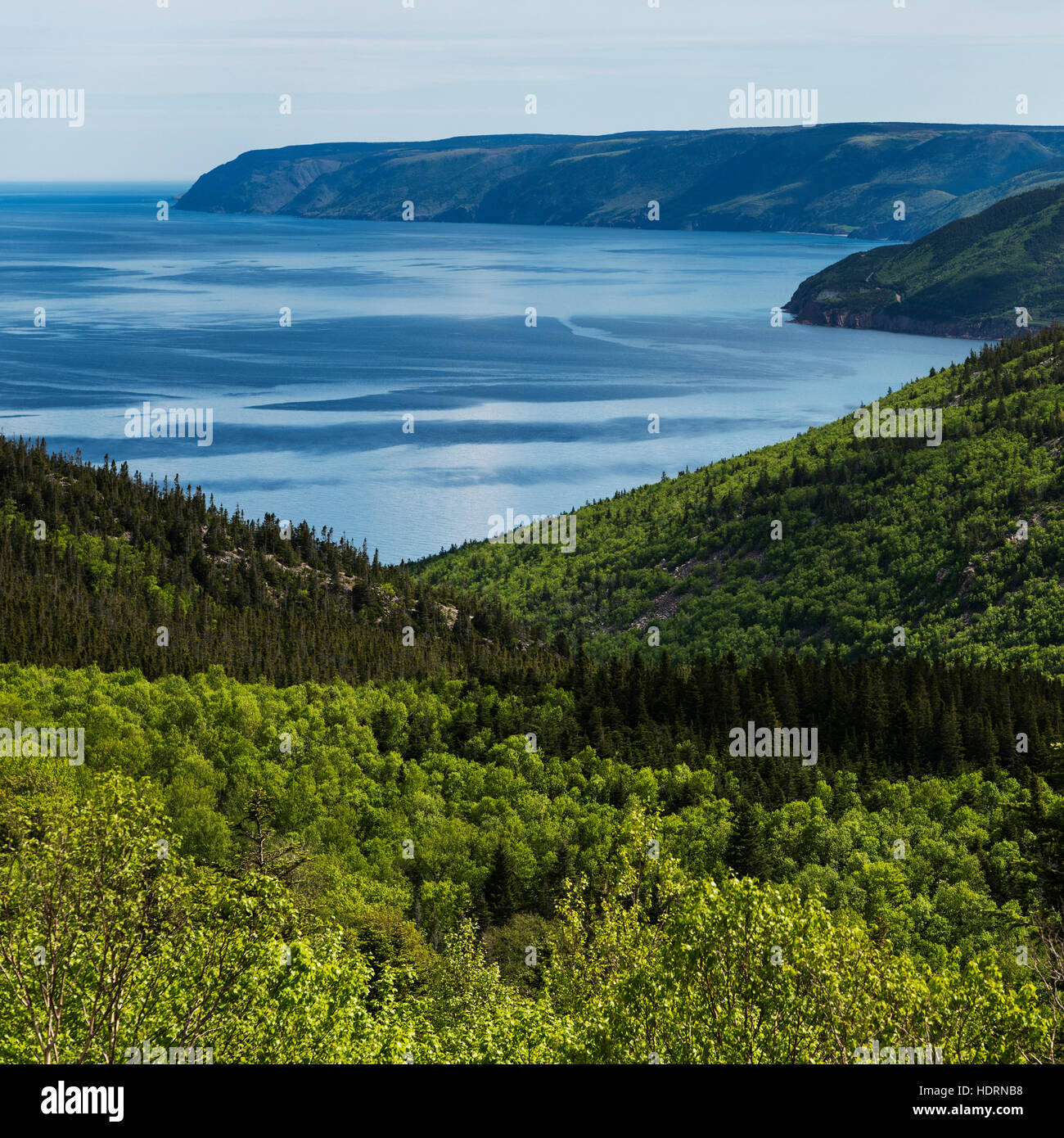 Lush forests along the coastline; Pleasant Bay, Nova Scotia, Canada Stock Photo