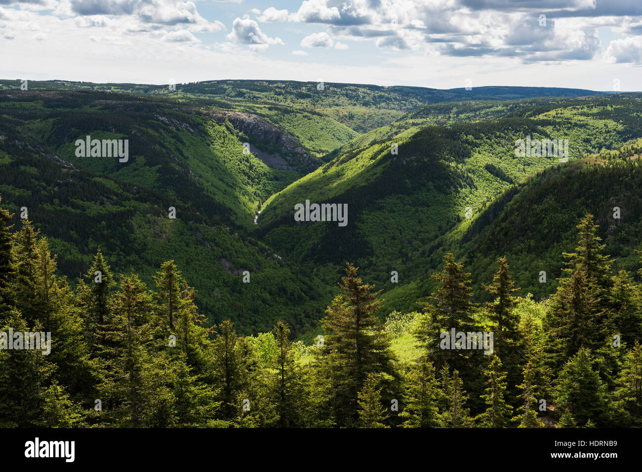 Forests and green foliage covering the mountainous landscape of Cape ...
