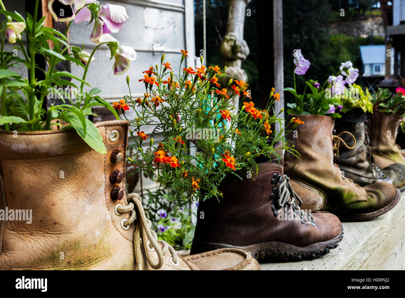 Old Hiking Boots With Boot Socks And Hip Flask On A Wooden Shelf Stock  Photo - Download Image Now - iStock