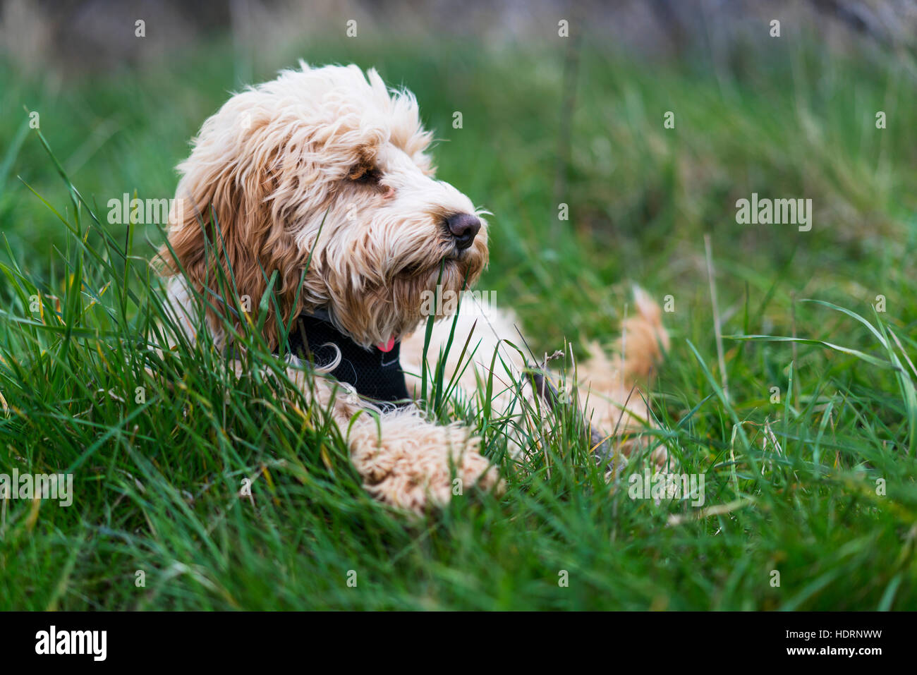 cockapoo-uk-hi-res-stock-photography-and-images-alamy
