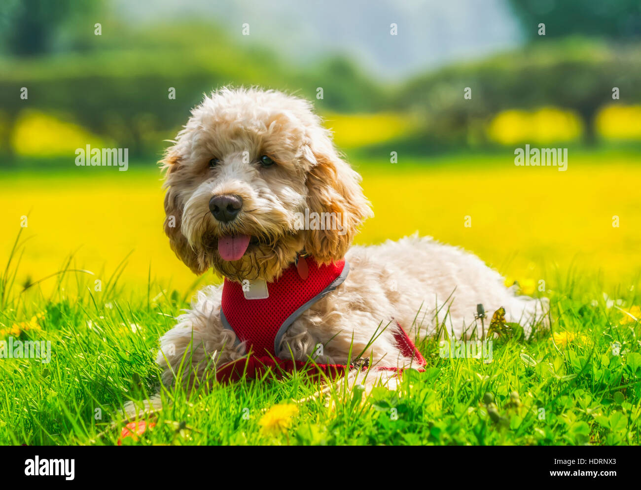 A blond cockapoo with a red collar sits on lush grass with wildflowers ...