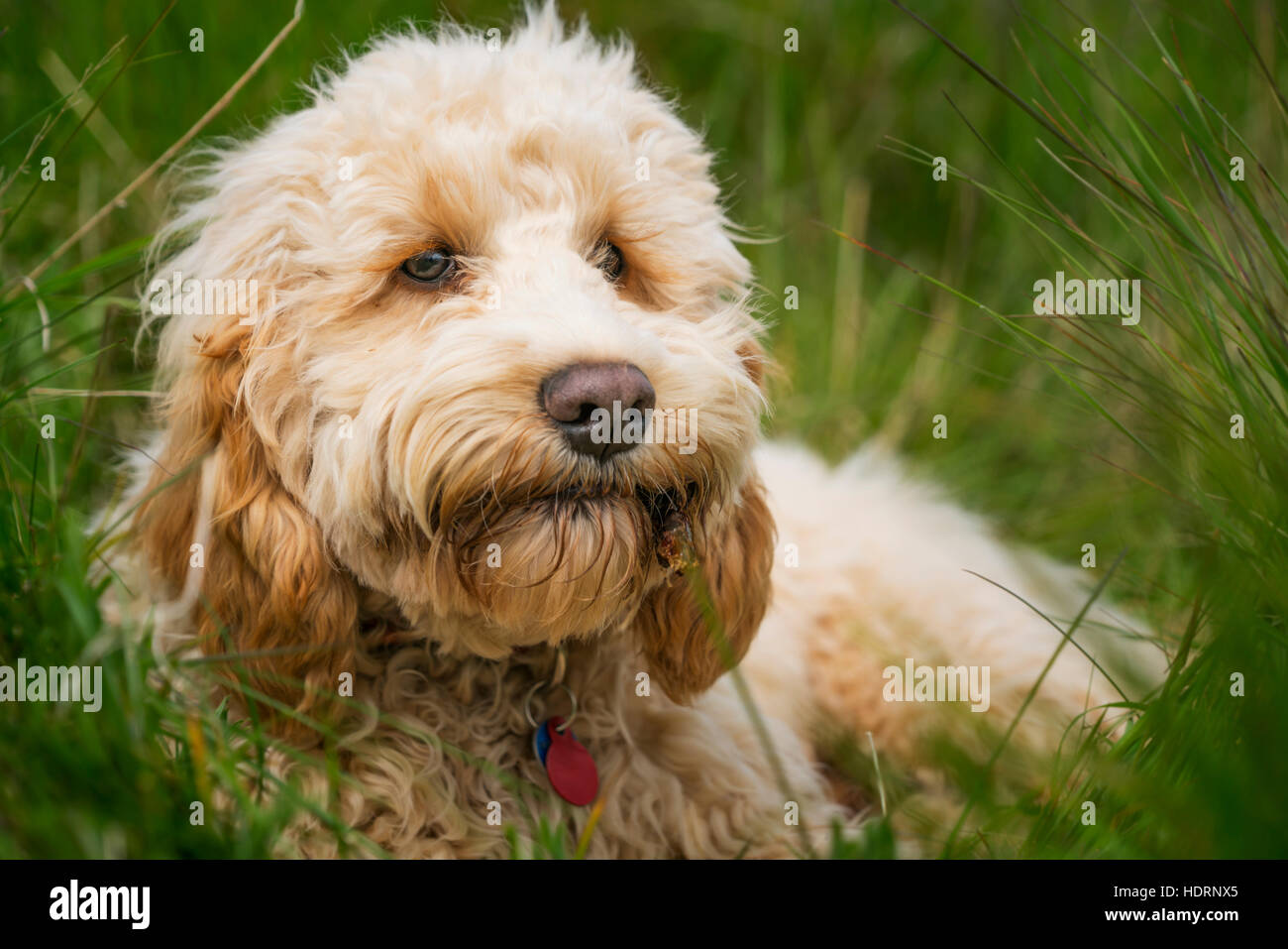 A blond cockapoo lays in the tall grass; South Shields, Tyne and Wear ...