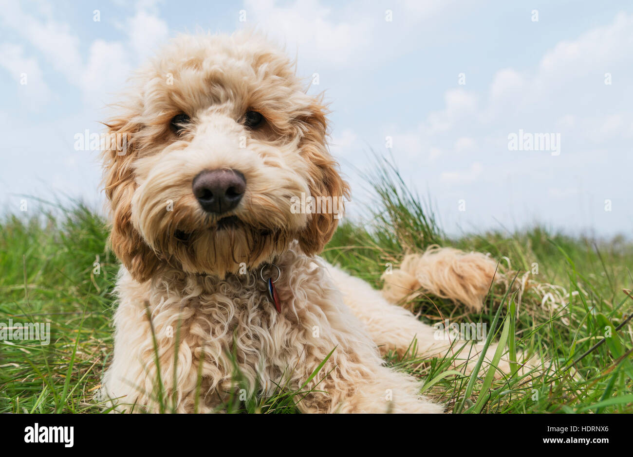 A blond cockapoo lays in the grass; South Shields, Tyne and Wear ...