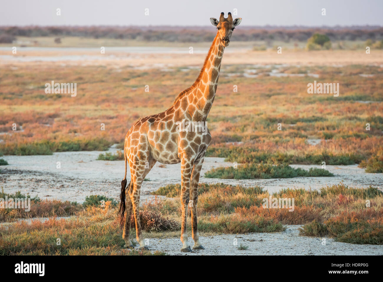 A Namibian giraffe (Giraffa giraffa angolensis) is dominating above savanna and looking at photographer, Etosha National Park; Namibia Stock Photo