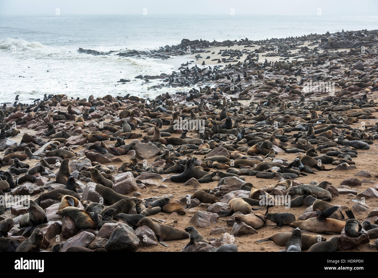 One of the largest colonies of cape fur seals (Arctocephalus pusillus) in the world at Cape Cross Seal Reserve, Skeleton Coast, western Namibia Stock Photo