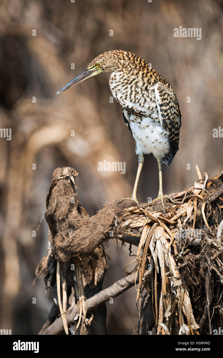 Juvenile rufescent tiger heron (Tigrisoma lineatum) perched on stump ...