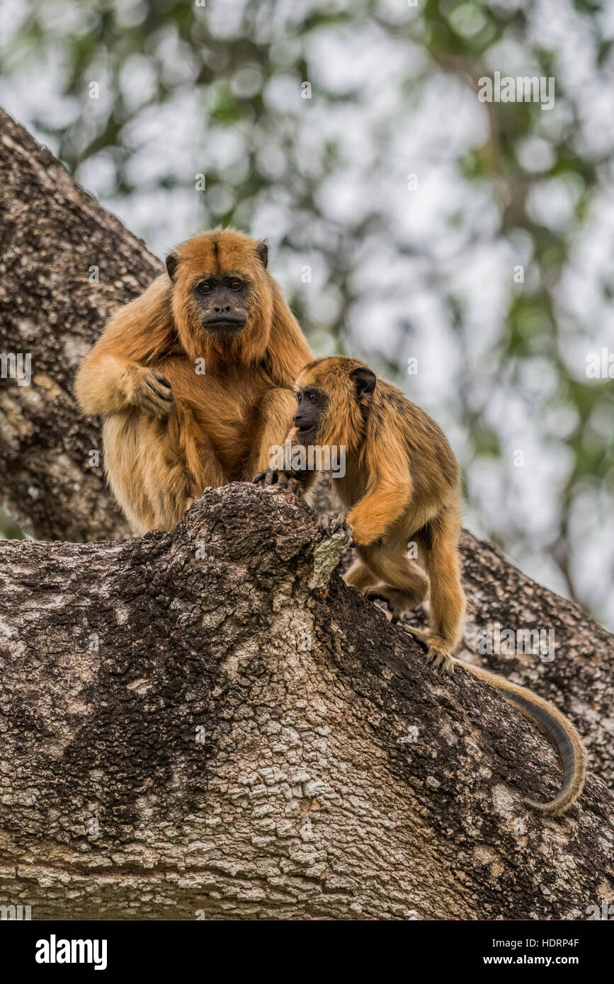 Mother and baby black howler monkeys sitting; Mato Grosso do Sul