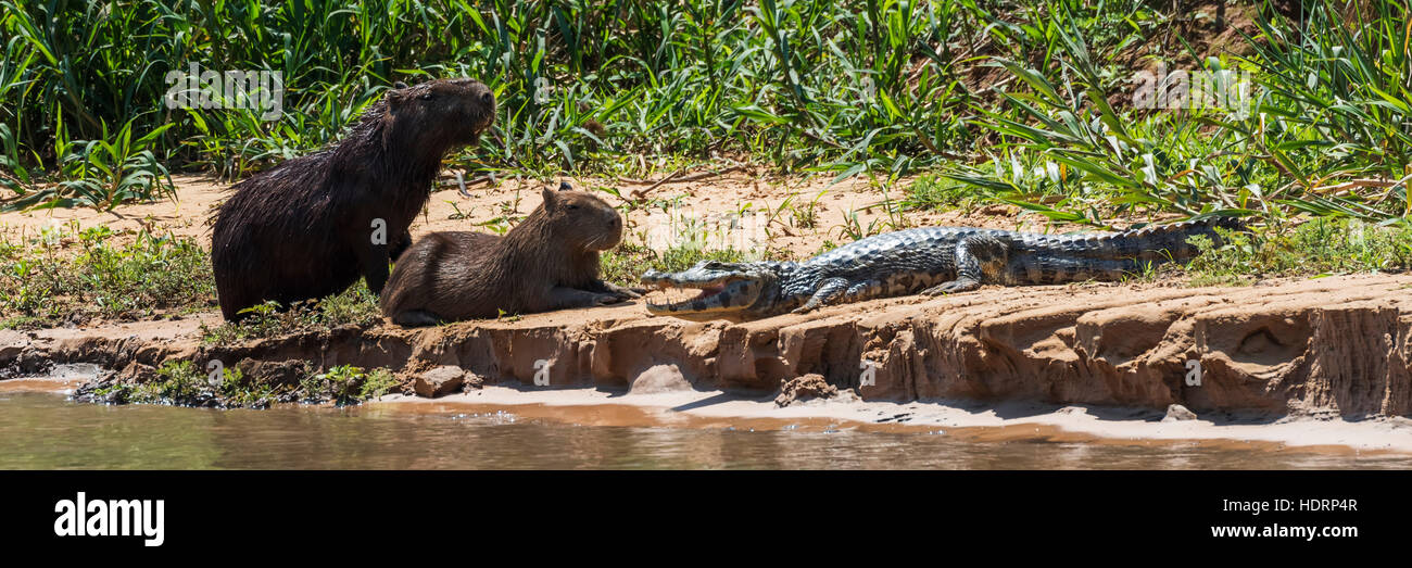 Pantanal caiman capybara hi-res stock photography and images - Alamy