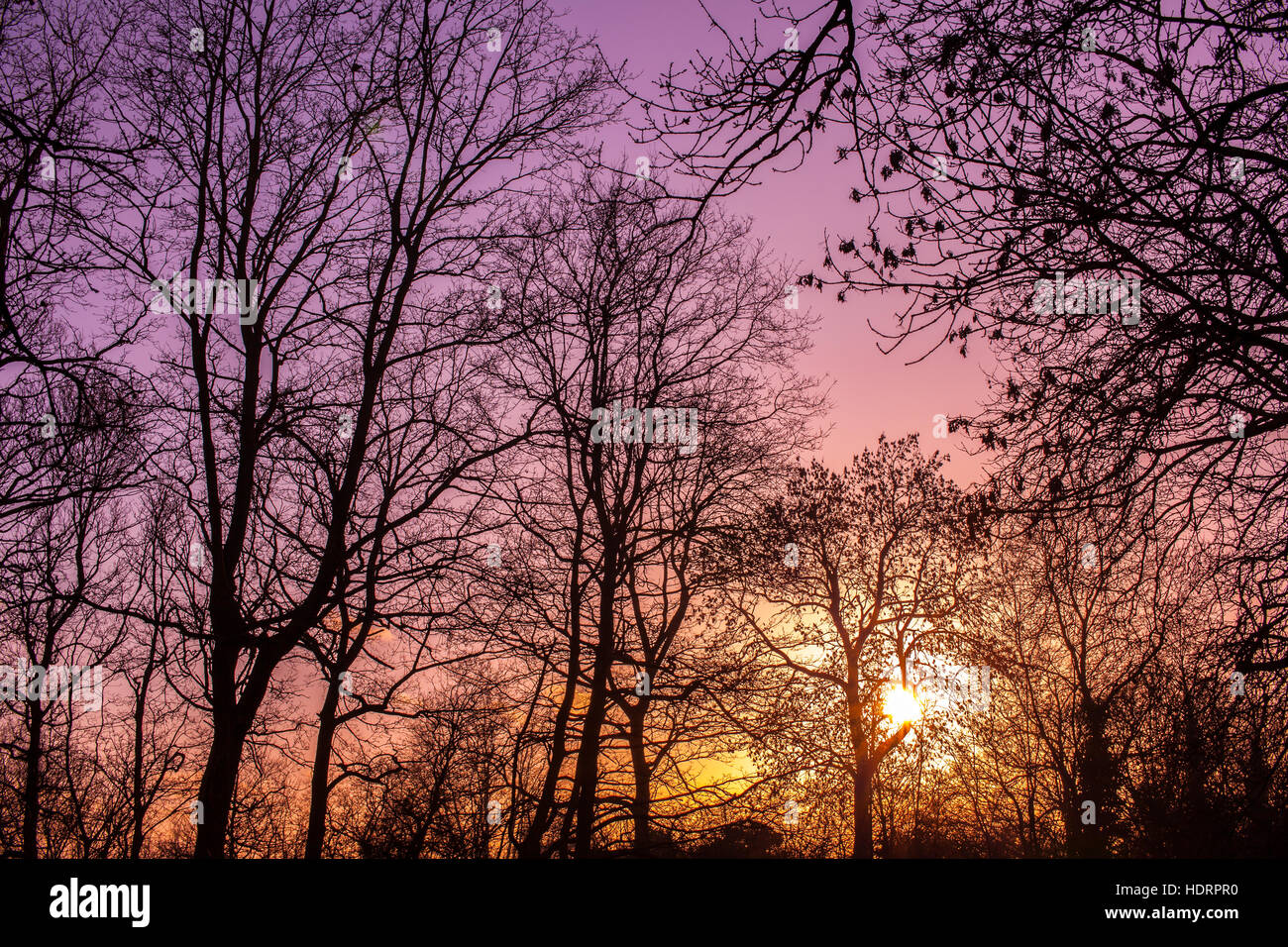 Park trees with the cloudy background in the evening Stock Photo - Alamy