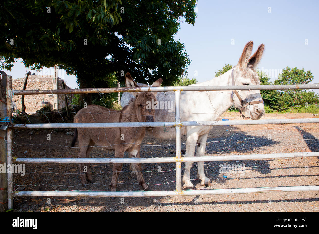 Donkey and baby donkey in the stable Stock Photo Alamy
