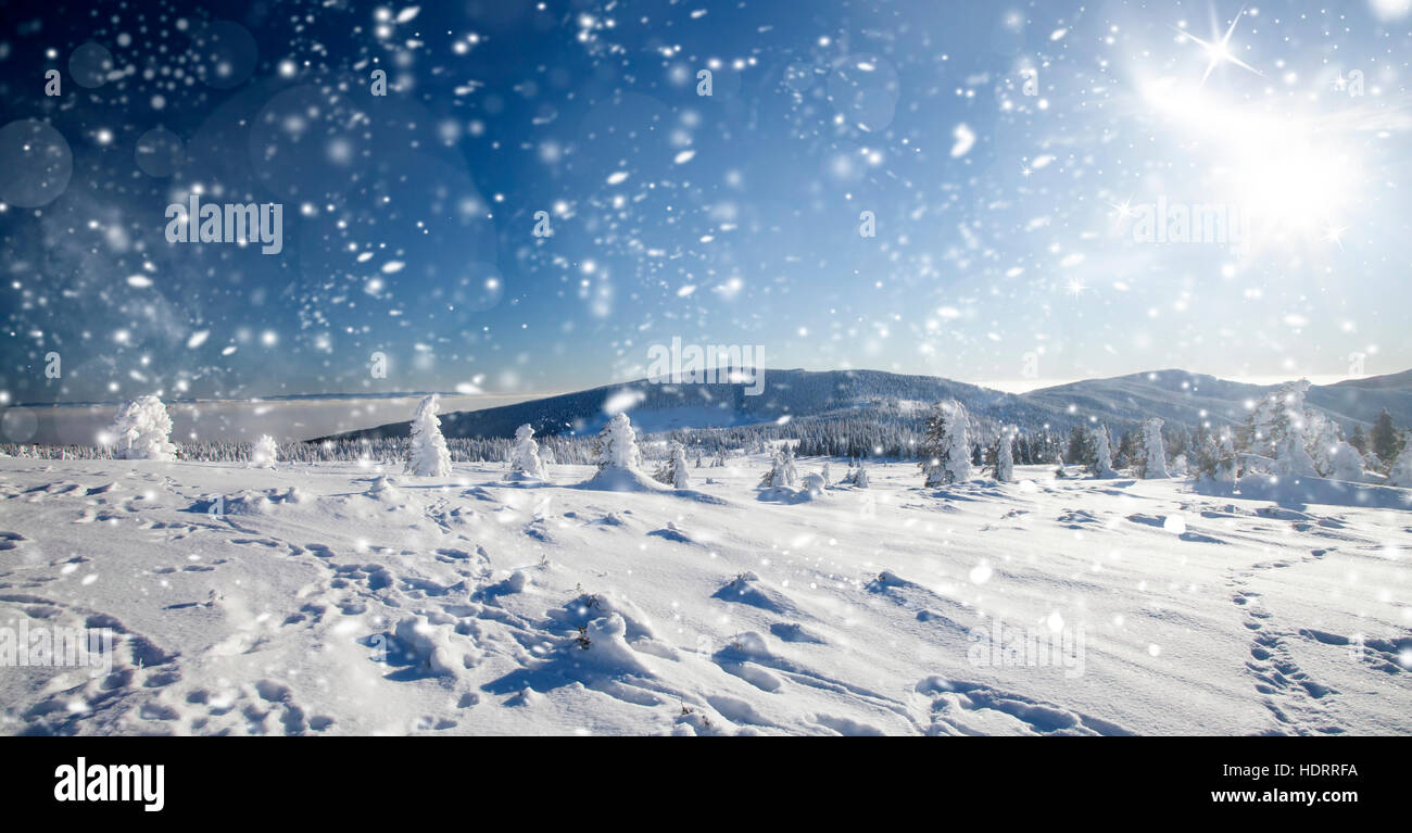 Snow covered pine forest in the mountains Stock Photo - Alamy