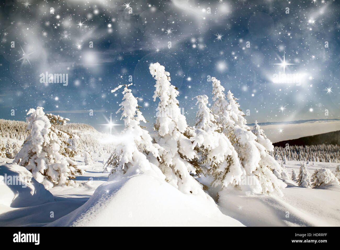 Snow covered pine forest in the mountains Stock Photo - Alamy