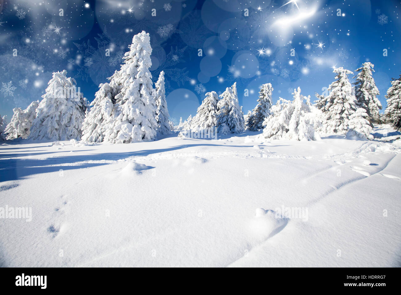 Snow covered pine forest in the mountains Stock Photo - Alamy