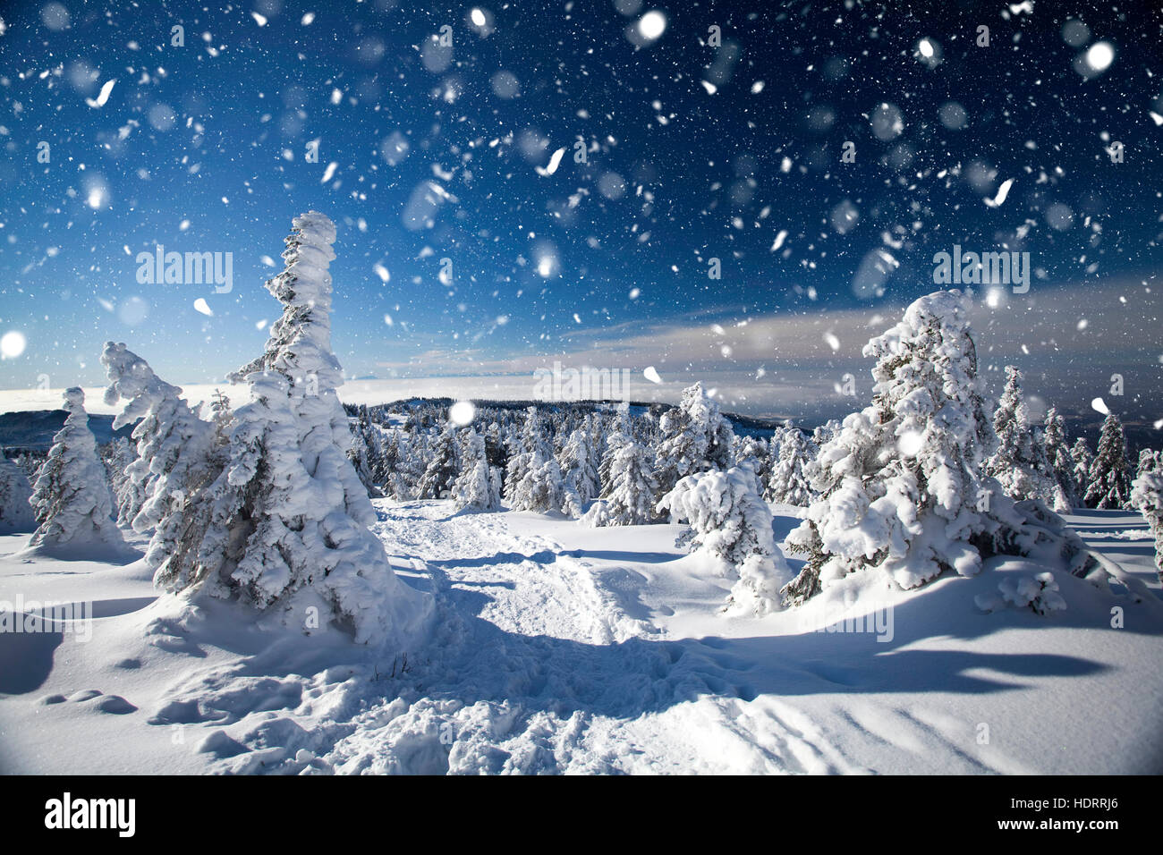 Snow covered pine forest in the mountains Stock Photo - Alamy