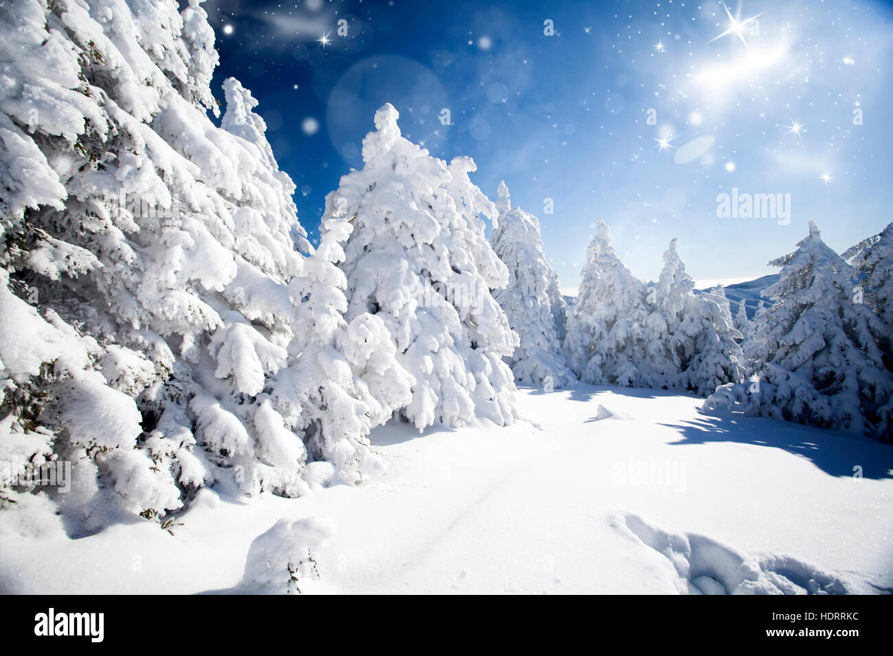 Snow covered pine forest in the mountains Stock Photo - Alamy