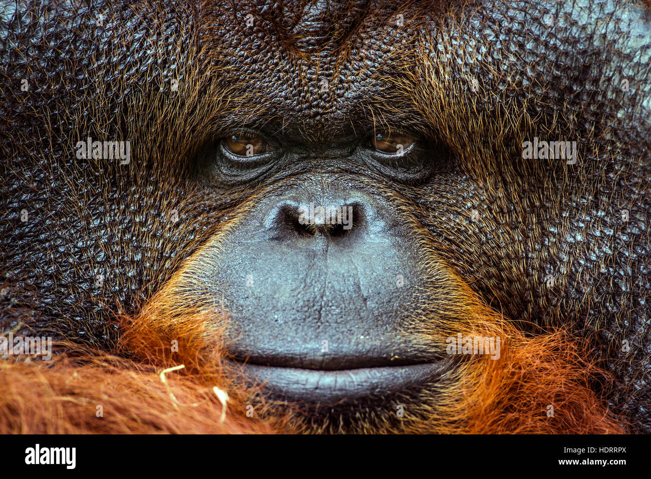 Orangutan portrait in Chiang Mai zoo, Thailand ; specie Pongo pygmaeus family of  Hominidae Stock Photo