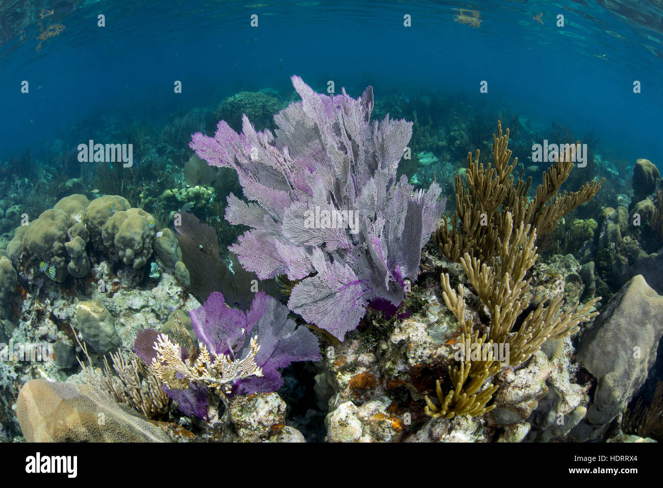 Dry Tortugas, August 2015, Purple fan coral and lots of healthy life in a shallow reef sceen near Ft. Jefferson in the Dry Tortugas Stock Photo