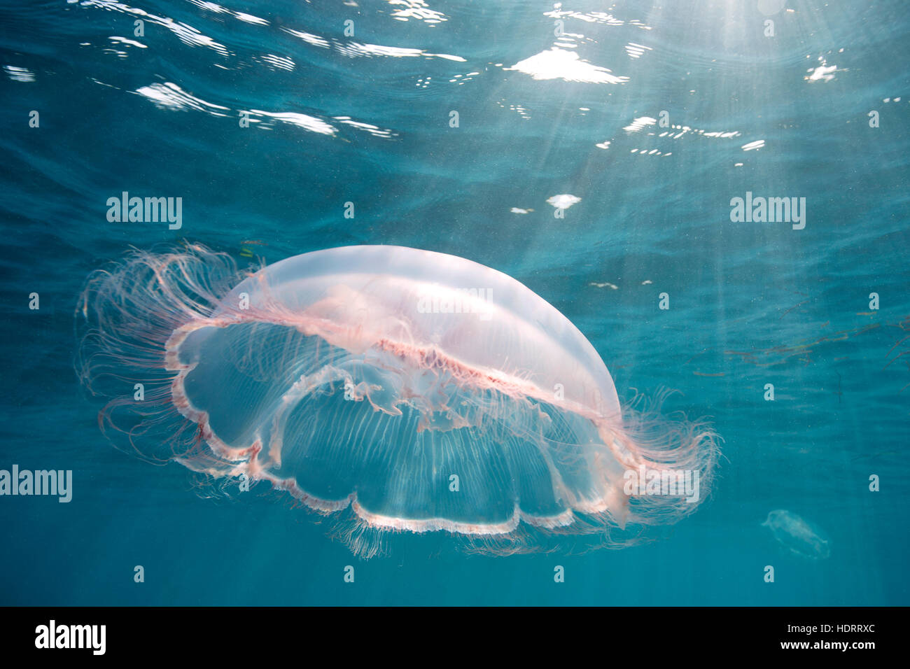 Dry Tortugas 2015, majestic moon jellyfish float along the waves Stock