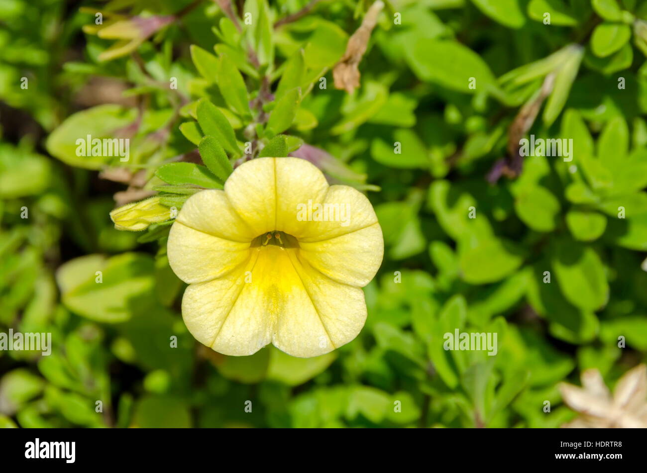 Wild yellow  petunia flower in glade, Vitosha mountain, Bulgaria Stock Photo