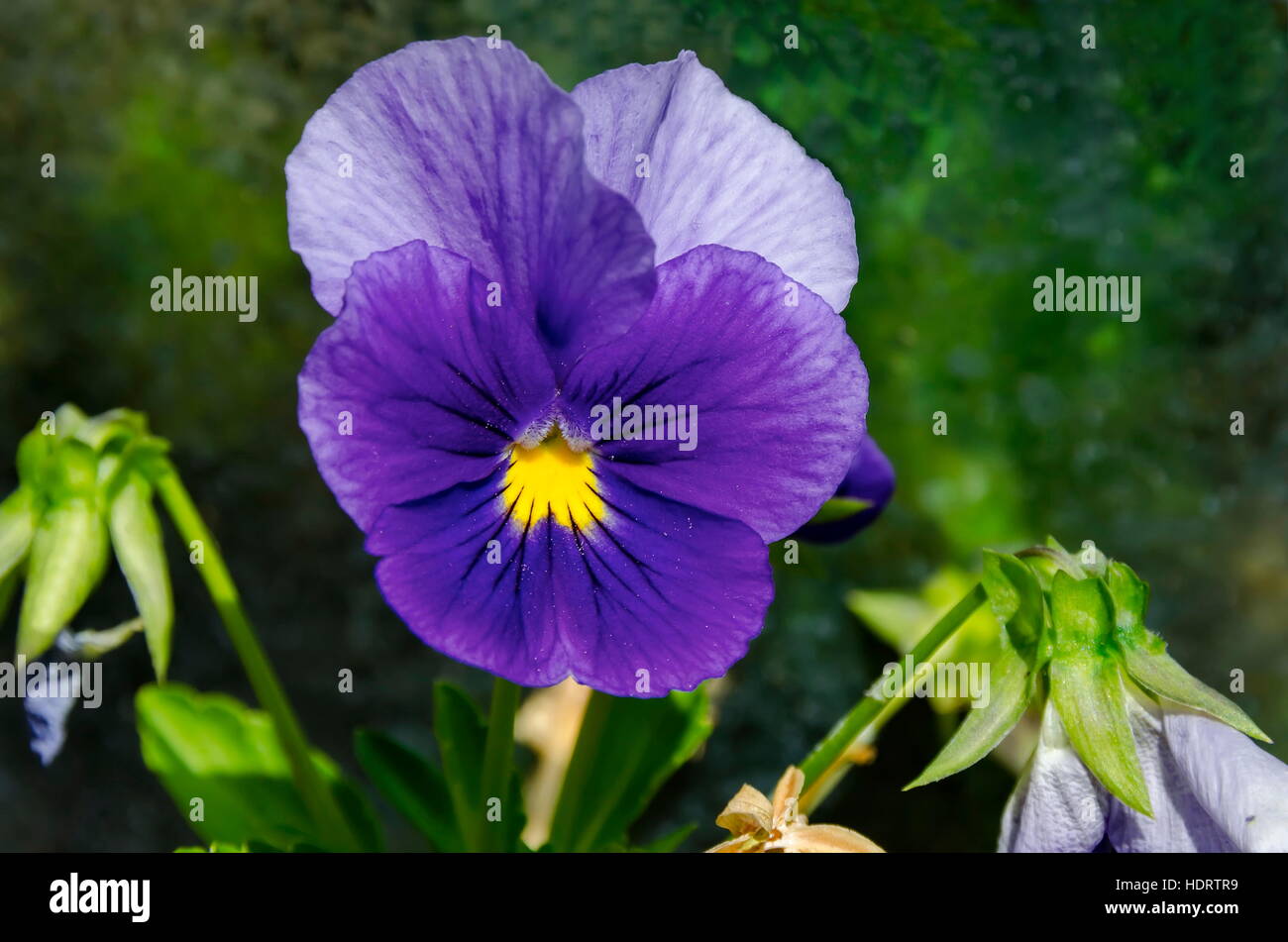 Purple pansy, Viola altaica or dog-violet flower in glade with yellow pollen,  Vitosha mountain, Bulgaria Stock Photo