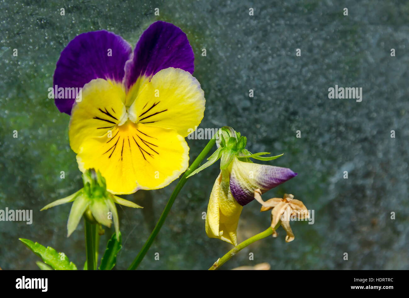 Mixed of purple and yellow color pansy, Viola altaica or dog-violet flower in glade with yellow pollen,  Vitosha mountain, Bulga Stock Photo