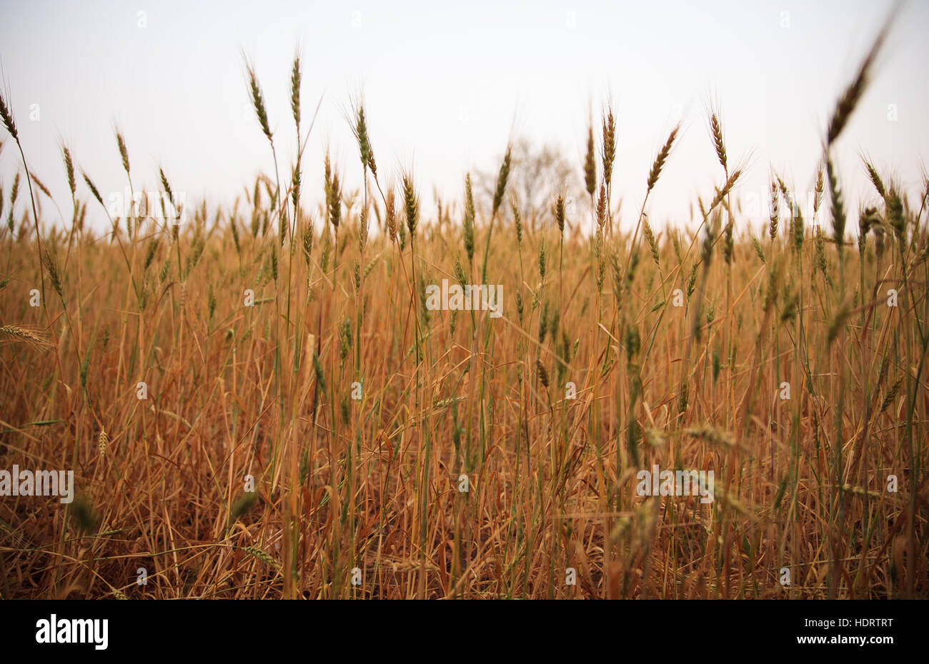 Ears of corn in the spanish field Stock Photo Alamy