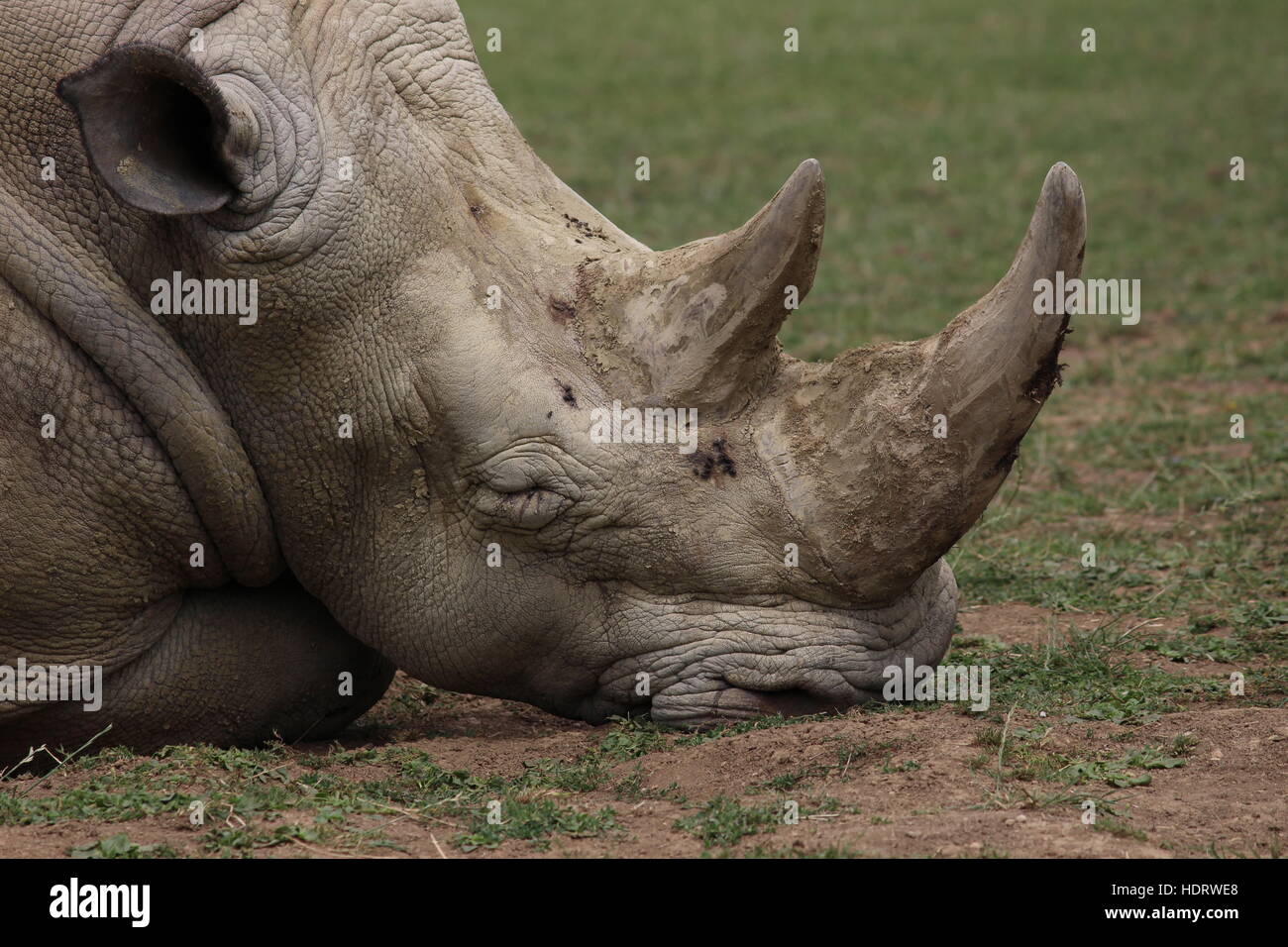 rhinoceros rhino profile sleeping portrait Cotswold wildlife park zoo zoology horn horns Stock Photo