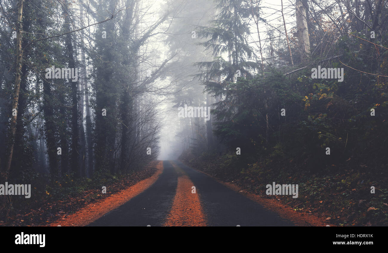 Empty Road in Misty Forest at Autumnal Morning Stock Photo