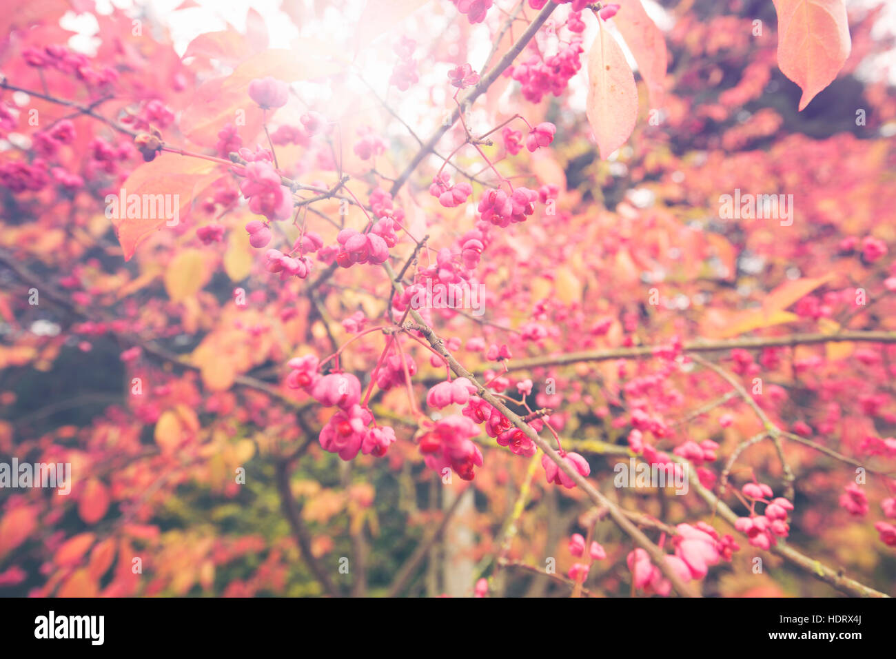 Pink Fruiting Capsules of Spindle Tree on Blurry Background Stock Photo