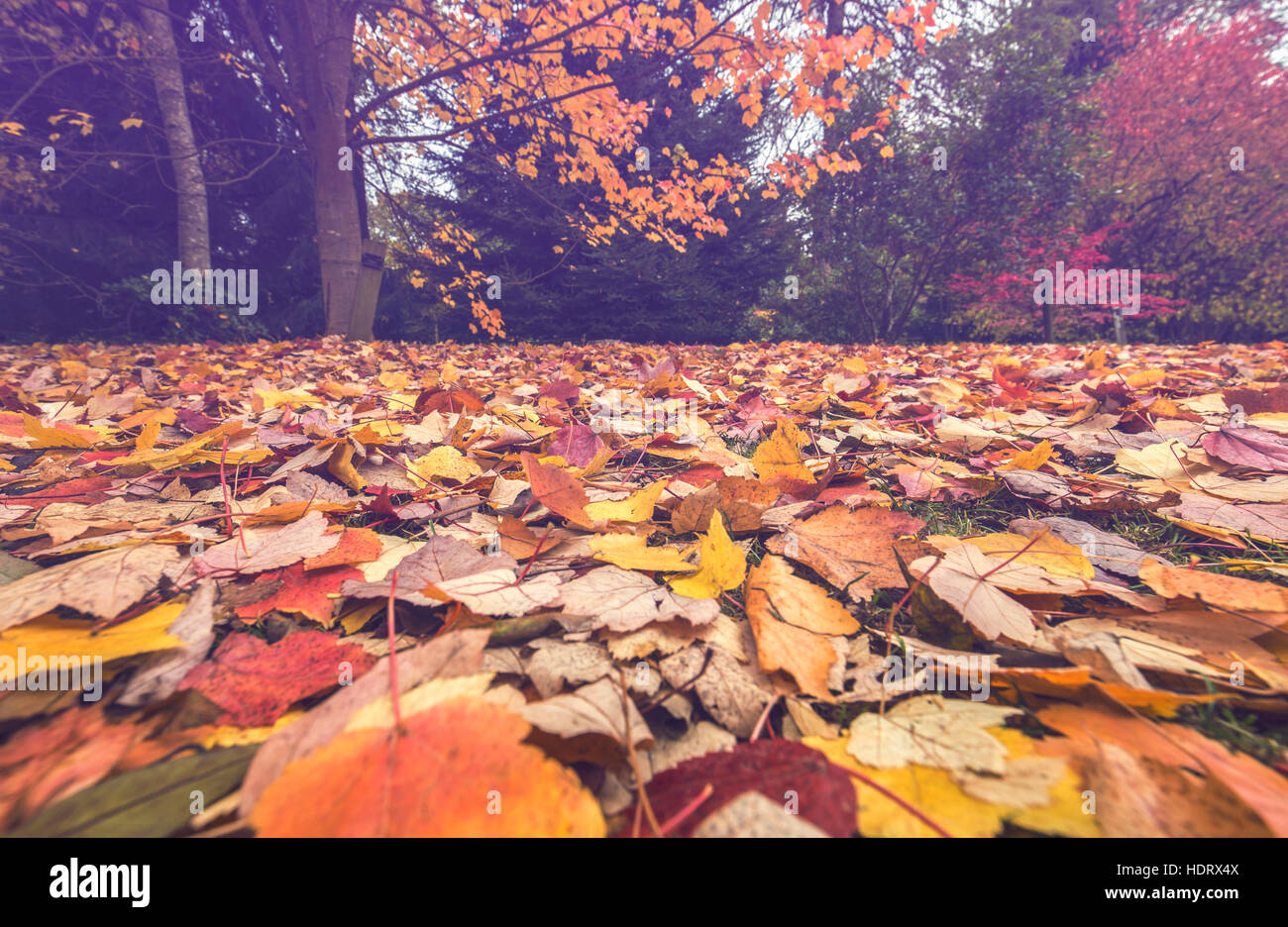 Maple Tree Leaves in Park Stock Photo - Alamy