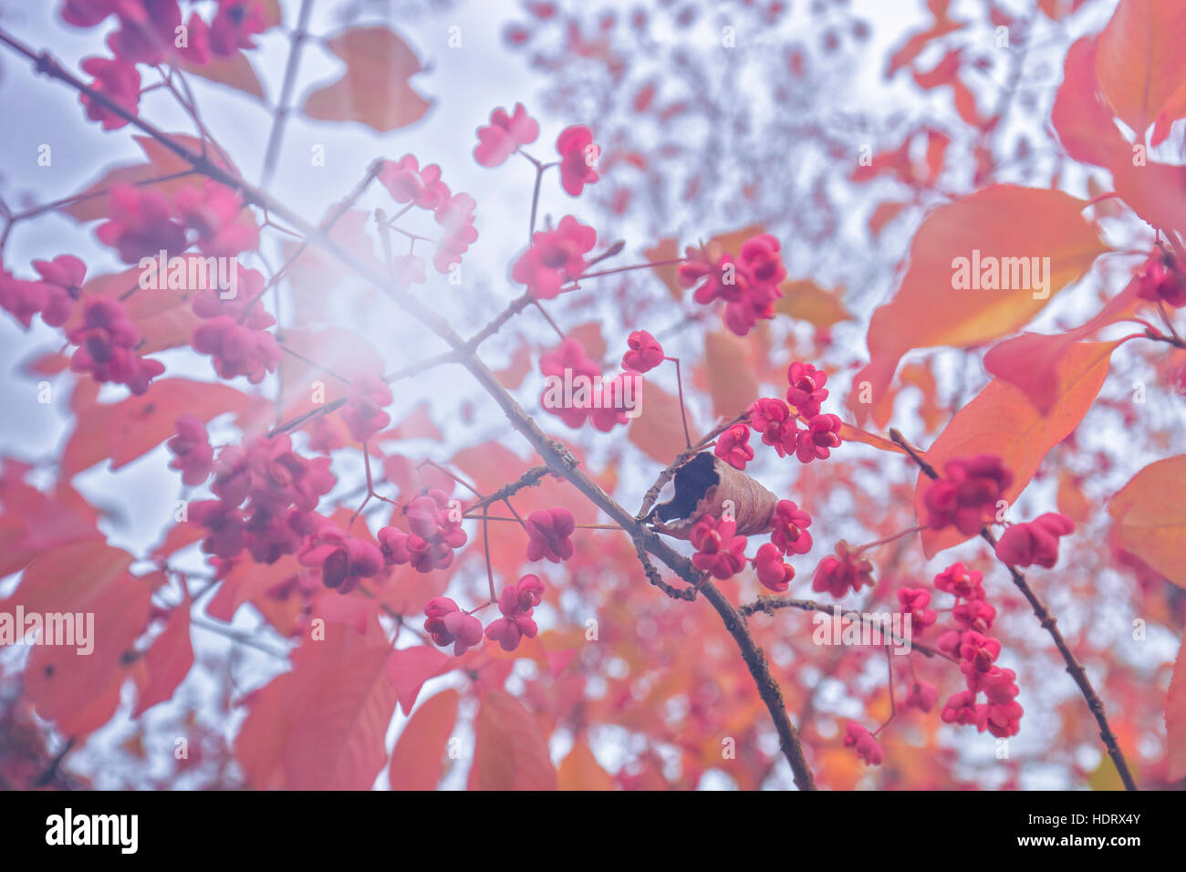 Pink Spindle Tree Fruits Against Bright Sky Background Stock Photo