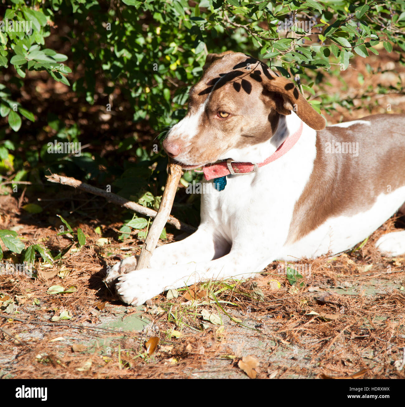 Bird dog chewing stick outside Stock Photo Alamy