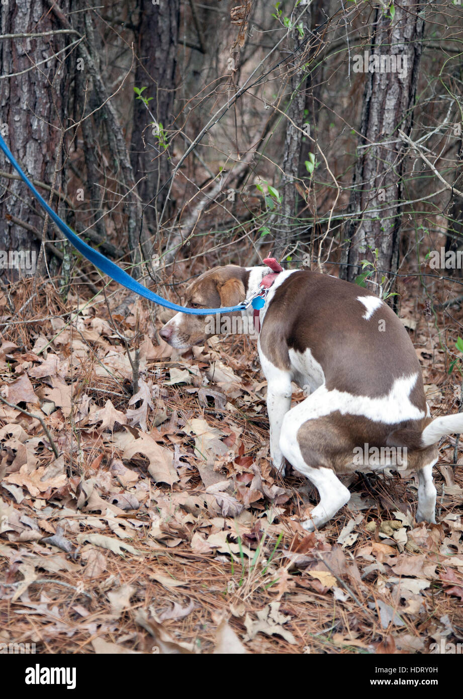 Bird dog using the bathroom outdoors Stock Photo Alamy