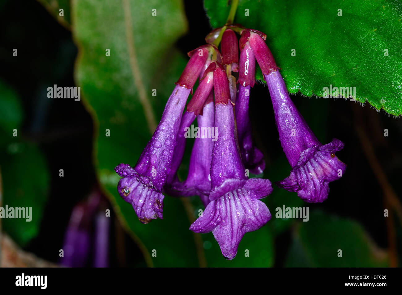 Didymocarpus biserratus Barnett wildflower. Stock Photo