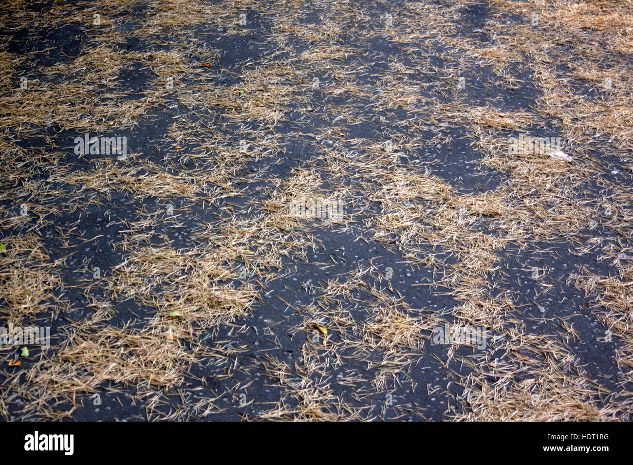 abstract straw background on black tarmac Stock Photo
