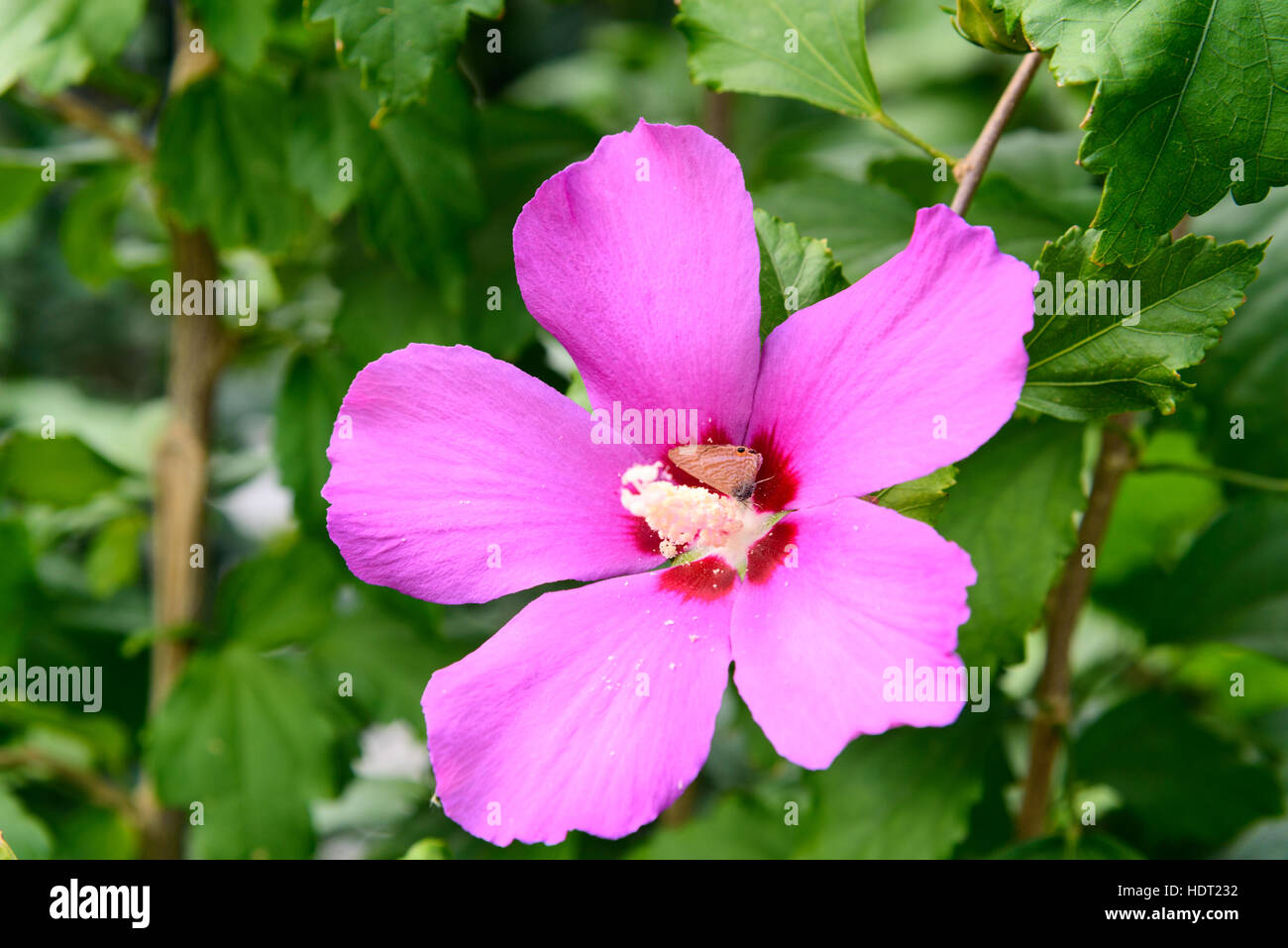 Pink Hibiscus syriacus flower. Rose of Sharon in the garden. On green background Stock Photo