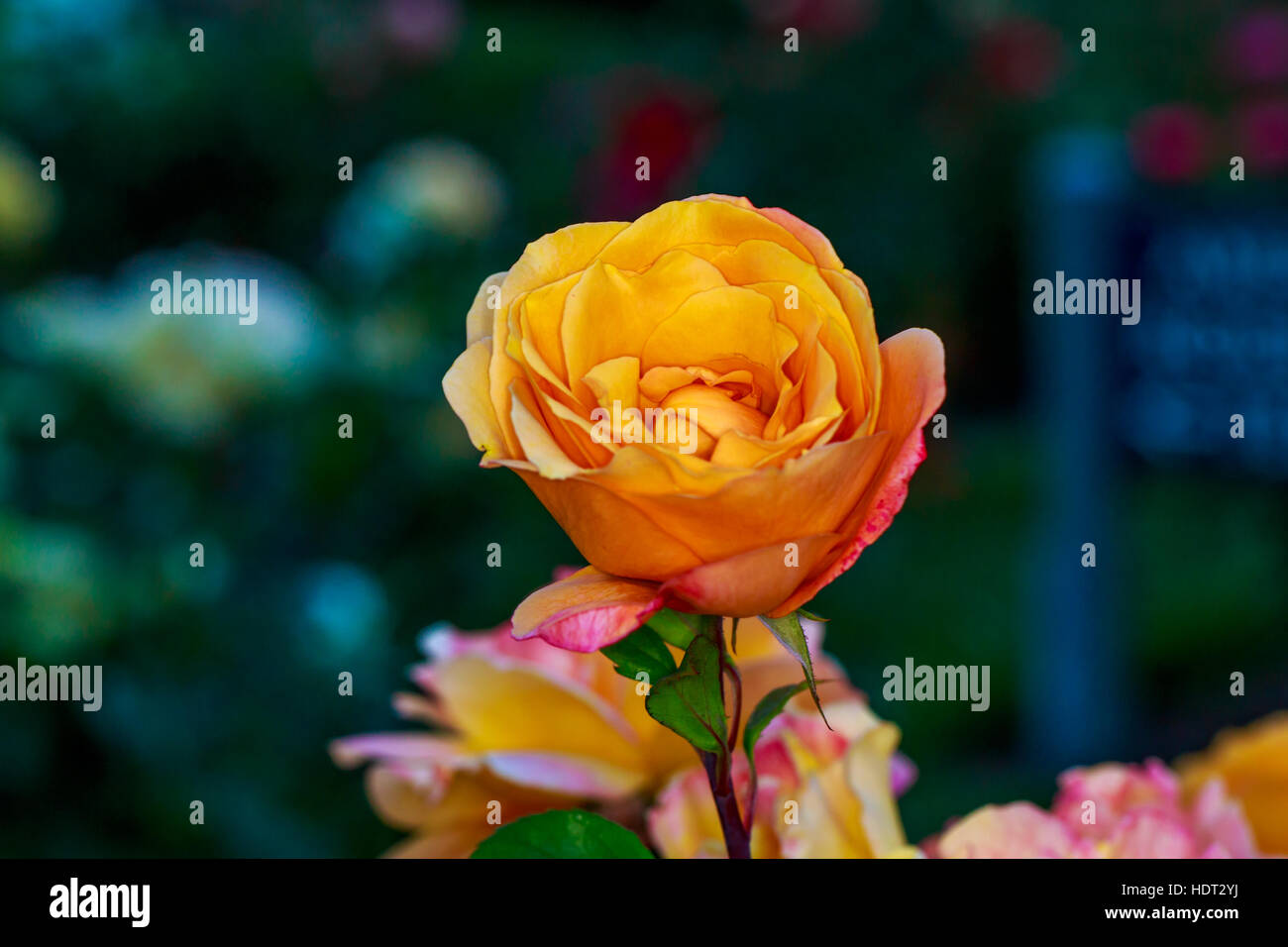 Beautiful rose blooms in Washington Park, International Rose Test Garden, Portland, Oregon. Stock Photo