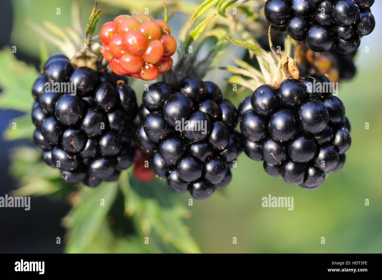 closeup of blackberry fruit ripening Stock Photo Alamy